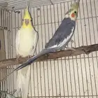 طير كروان إنتاج روز
