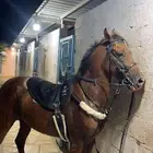 حصان طرب شعبي