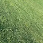 نجيل طبيعي C2000