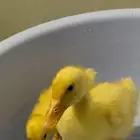 زوجين بط يوجد معها قفص