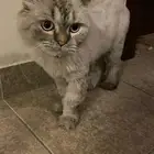 قط للبيع