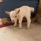 تيس قزم بيور