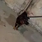كلب للبيع