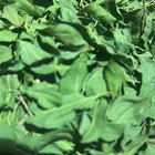 سدر ينبع النخل