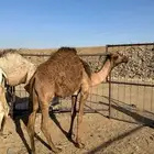 قعدان وبكره