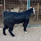 تيس عارضي للبيع