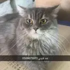 قط للتبني الي يبيه اهم شي يخاف الله فيه