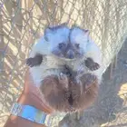 قنفذ موزك اليف لونه مميز ونادر