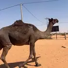 لقحه محهم