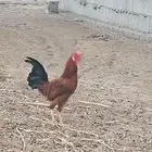ديك بلدي