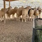 اضاحي حرية