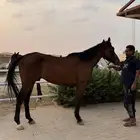 خيل