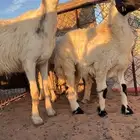 رخل و تامه شبب دافع