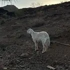 للبيع طلي مشروع فحل كفووو