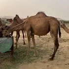 ابل للبيع