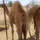 قعدان فاخره بريه