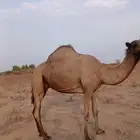 ناقة للبيع