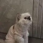 قطه للبيع