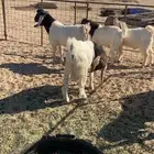 تيوس هجين بورقت اعمارهن 5 اشهر