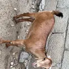 عناق