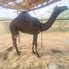 بكره للبيع