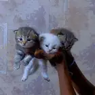 قطط
