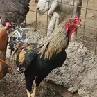 ديك باكستاني