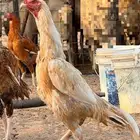 ديك سندي
