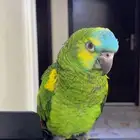 ببغاء أمزوني بلوفرنتد