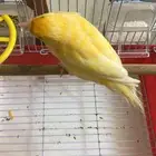 كناري جزري