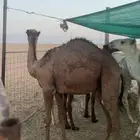 قعود فل شحم
