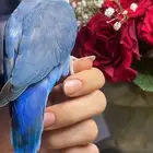 للبيع ببغاء الروز الأليف