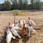 دجاج رومي للبيع جمله العمر 10 اشهر