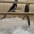 للبيع الطيور على السوم