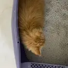 قطه كتن للبيع
