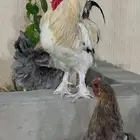 دجاج برهمه اصلي شرط بيض والديك طيب حيل