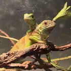 جميع أنواع الايغوانات