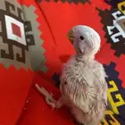 فروخين روز البينو عيون احمر