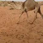 للبيع قعود صعب جاهز للربطة الاب النادر بن فراج منتج سبق