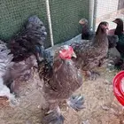 دجاج براهما