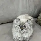 وجدت قط مفقود