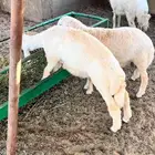 طليان حري