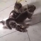 بيع قطه مع ولدها امريكي