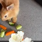 ارنوبه كيوت