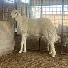 طلي جذع صنف مشروط