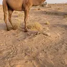 قعود اصغر دبياني