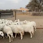 ضان