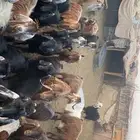 معزاء للبيع