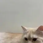 قطه للتبني تاخذها مع اغراضها ب 100 واغراضها معها