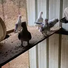 حمام حب الرمان